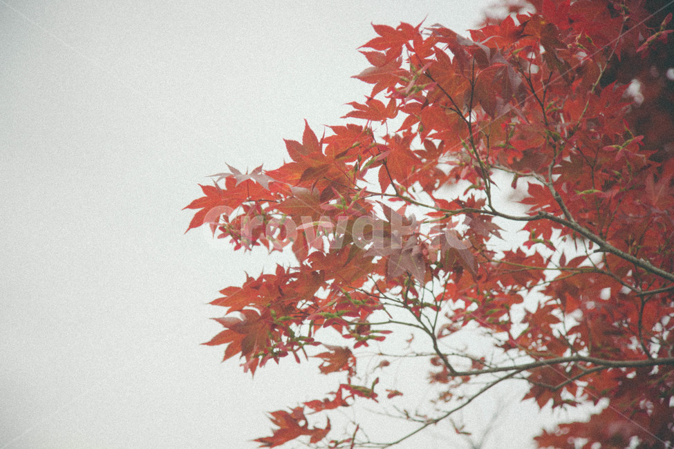 빈티지,단풍,나무,흐림,빨강,가을,계절,fall,autumn,season,감성,sensible,feeling,plant,식물,leaf,잎,tree,maple