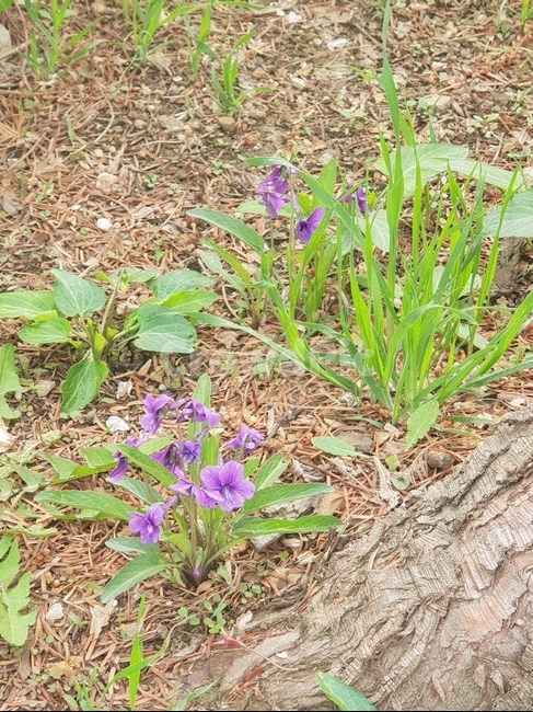 자연,식물,꽃,싱그러운,힐링,초록이,보라,바이올렛,숲,산책,식물,자연,plants,nature,꽃,flower