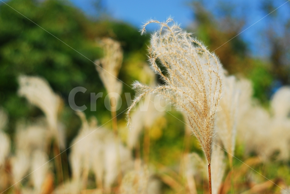 갈대,가을,가을풍경,갈대밭,가을분위기,가을,계절,fall,autumn,season,식물,자연,plants,nature,grass,잔디,plant