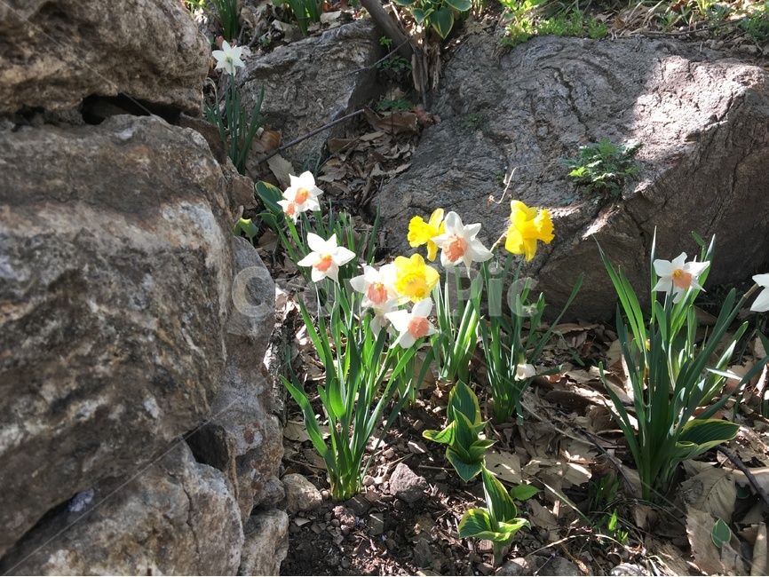 꽃,수선화,봄꽃,봄,자연,풍경,산,바위,등산,nature,flower,감성,봄,계절,spring,season,식물,자연,plants,nature,꽃,flower,plant,blossom