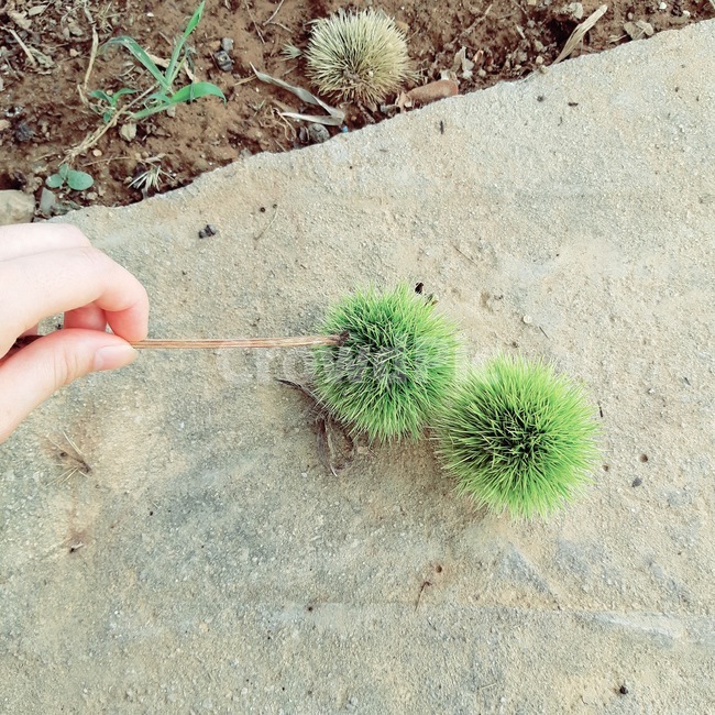시골,밤송이,감성,손장난,색감,자연,초록,순수