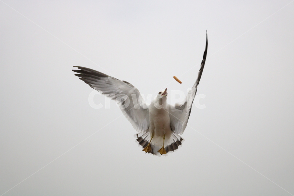 갈매기,새,조류,동물,하늘,동물,animal,조류,새,birds