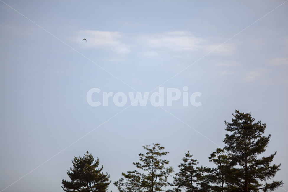 하늘,나무,파란배경,푸른색,뭉개구름,자연,풍경,nature,landscape,tree,plant,식물,fir,전나무