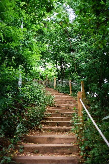 계단,언덕,숲속,오르막,여름,필름,필름사진,자연,풍경,nature,landscape,garden,정원,outdoors,옥외,arbour,정자