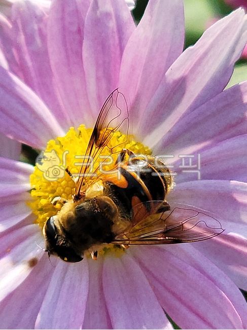 벌,bee,무척추동물,invertebrate,곤충,insect,동물,animal,호박벌,bumblebee,꿀벌,honeybee,자연,화초,야외,정원,접사,분홍,pink