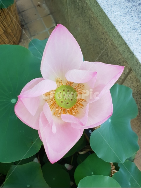 연꽃,핑크,자연,힐링,곱다,식물,자연,plants,nature,꽃,flower