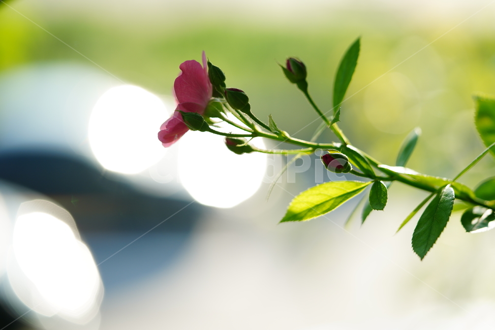 꽃,플라워,색감,식물,생명,생물,flower,컬러,plant,식물,자연,plants,nature,꽃,flower