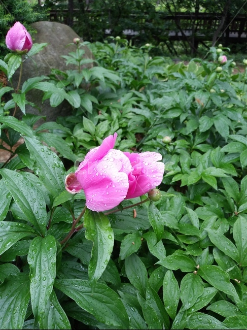 작약,빗물,이슬,작약빗방물,비방울,빗방울,식물빗방울,작약꽃,잎파리,꽃빗방울,빗방울잎파리,빗방울꽃,flower,꽃