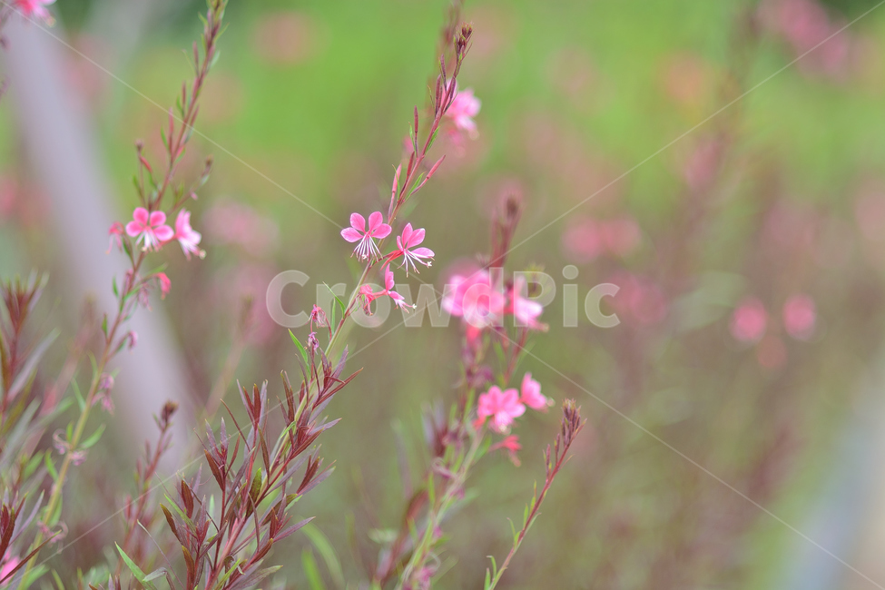 꽃,가우라,바늘꽃,홍접초,식물,식물,자연,plants,nature,꽃,flower