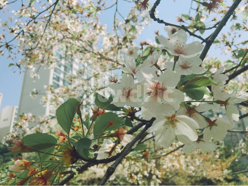 자연,계절,봄,꽃,벚꽃,봄,계절,spring,season,식물,자연,plants,nature,꽃,flower,plant