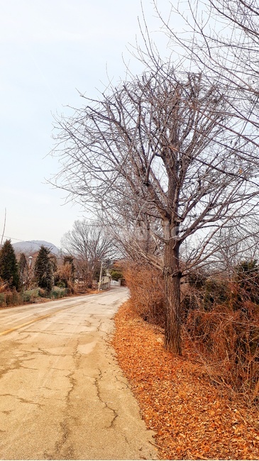 풍경,scenery,길,road,나무,tree,겨울풍경,야외,outdoor,배경,backgroud,가을,계절,fall,autumn,season,자연,풍경,nature,landscape,plant,식물,ground,바닥,fir,전나무