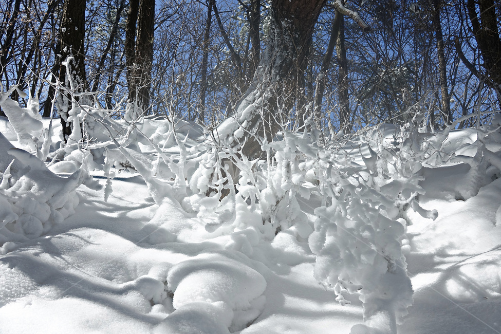 겨울,눈,설경,눈꽃,자연,snow,겨울,계절,winter,season