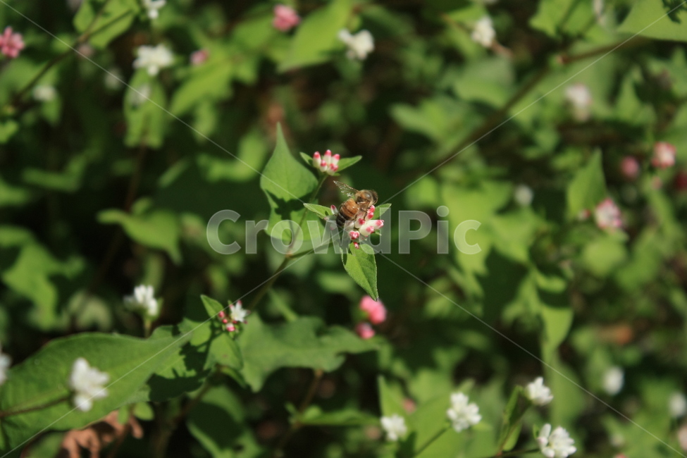 꽃,벌,꿀벌,작은꽃,봄,여름,Flower,Bee,식물,자연,plants,nature,꽃,flower,동물,animal,곤충,벌레,insect,bug