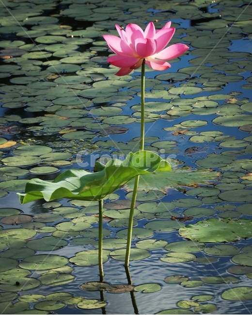 연꽃,물,반영,붉은색,여름,식물,자연,plants,nature,꽃,flower