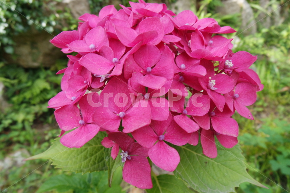 꽃,수국,핑크색,분홍색,식물,flower,자연,계절,핑크,꽃잎,잎,식물,자연,plants,nature,꽃,flower