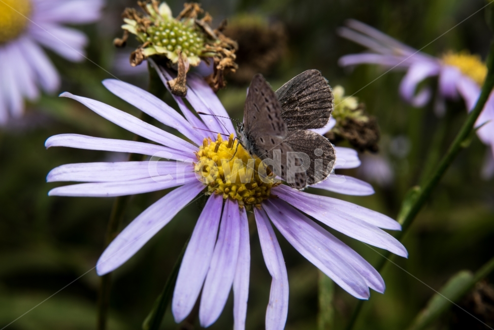 나비,나방,봄,꽃,꿀,접사,식물,자연,plants,nature,꽃,flower,동물,animal,곤충,벌레,insect,bug