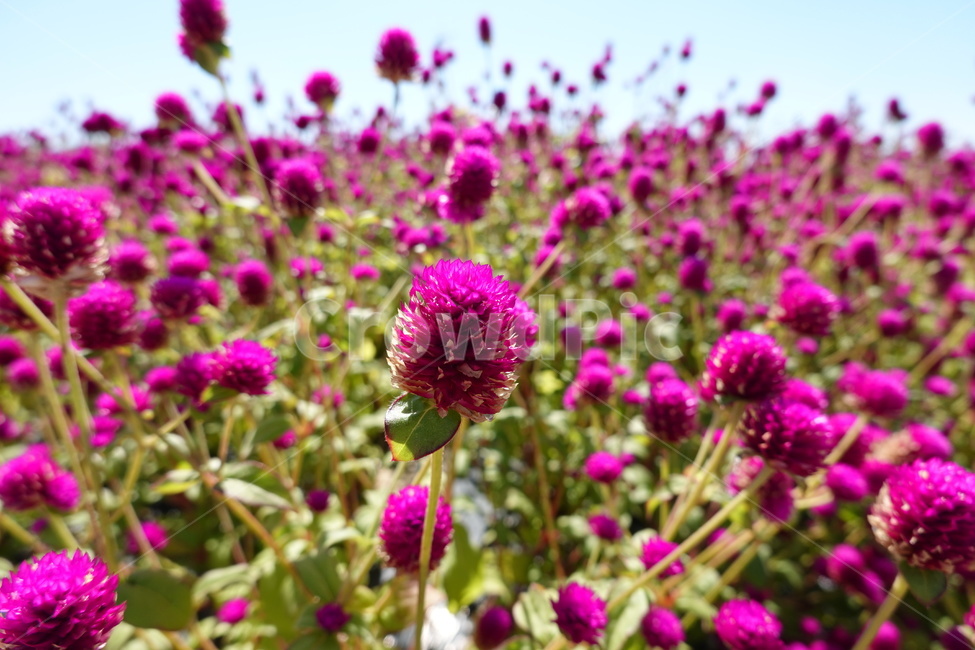 천일홍,보라색,꽃,꽃밭,꽃축제,보라꽃,식물,자연,plants,nature,꽃,flower