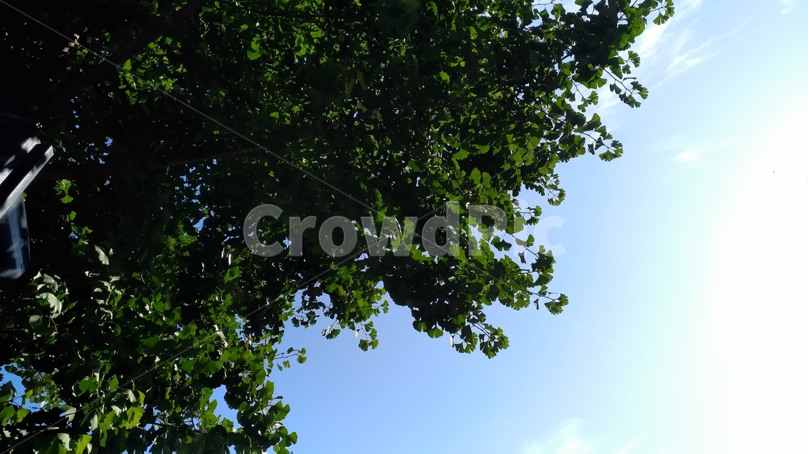 나무,푸름,하늘,맑음,초록색,하늘색,자연,자연,풍경,nature,landscape,tree,plant,식물