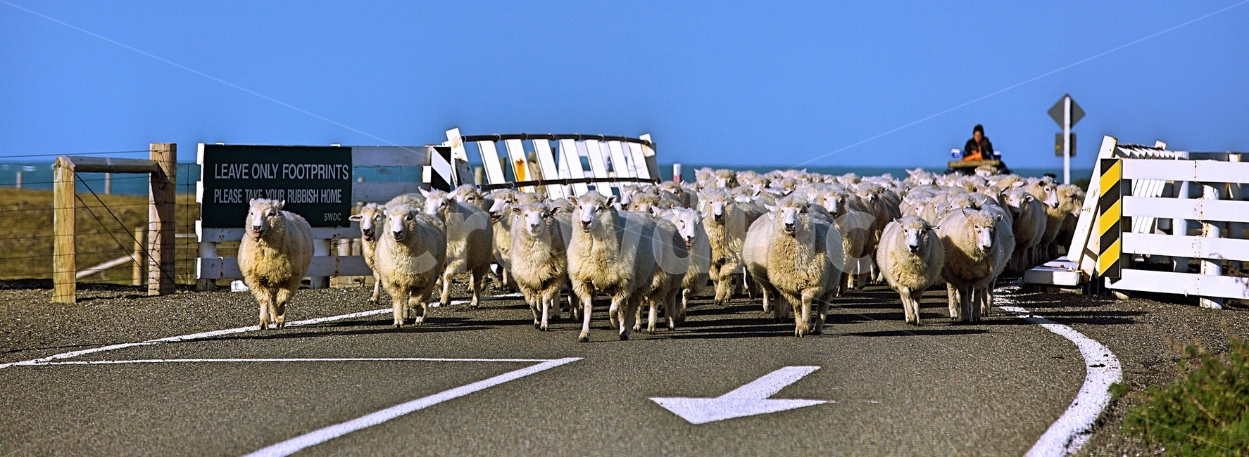 양,하늘,자연,목동,다리,동물,animal,포유류,mammal