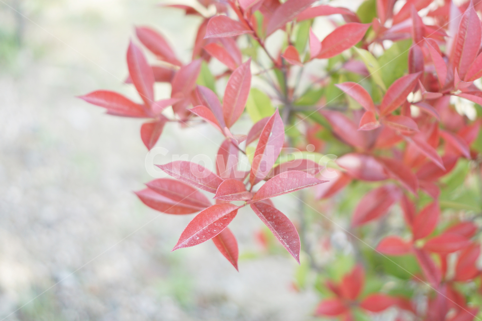 꽃,계절,분홍색,감성,배경화면,식물,자연,flower,season,plants,nature,sensible,feeling,식물,자연,plants,nature