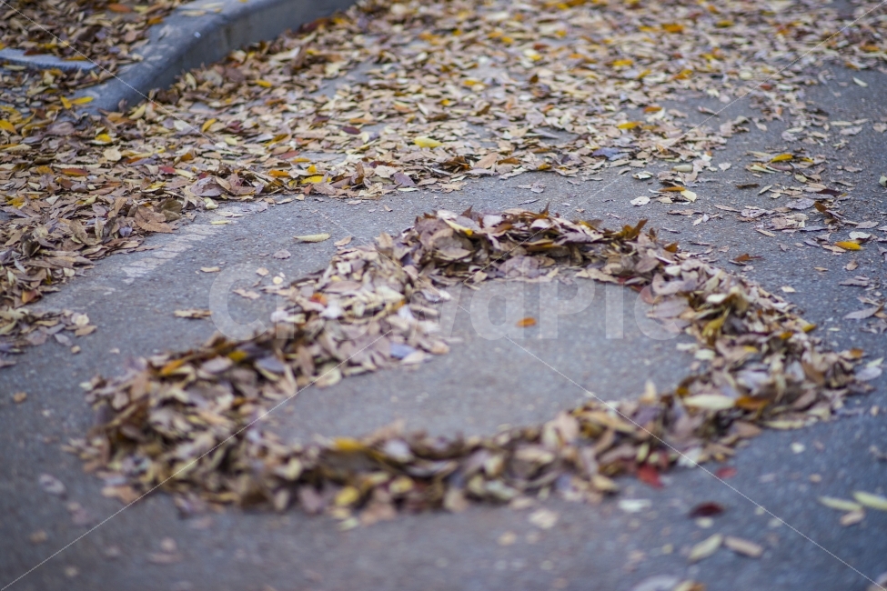 낙옆,가을,하트,감성,사랑,단풍,풍경,여행,스냅,가을풍경,식물,자연,plants,nature,가을,계절,fall,autumn,season,asphalt,아스팔트