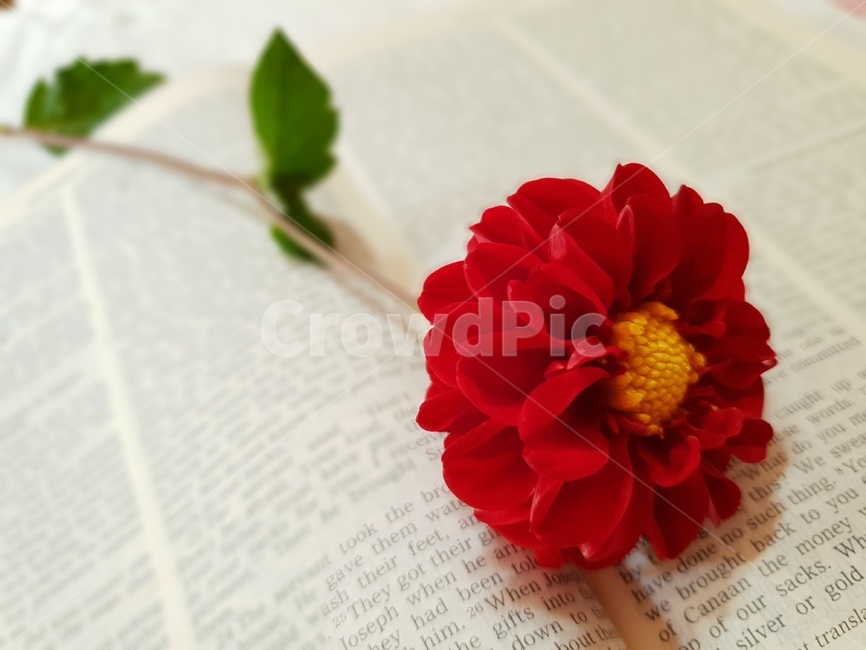 초록,책,성경책,영문,다알리아꽃,자연,내추럴,식물,빨간색,꽃,감성,꽃,flower
