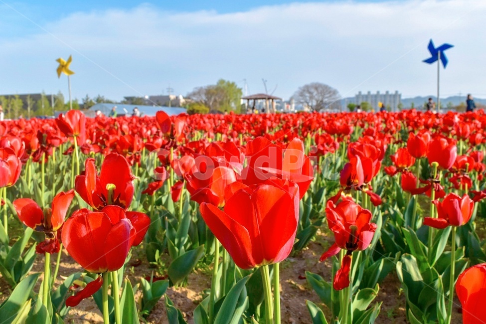 튤립,꽃,튤립축제,꽃축제,포항,봄,봄축제,빨간꽃,봄,계절,spring,season,식물,자연,plants,nature,꽃,flower,plant,blossom