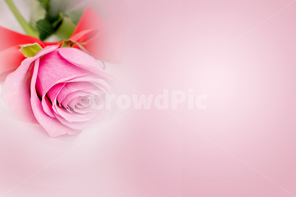 흰원단,배경,핑크,분홍색,녹색,꽃,장미,분홍장미,식물,자연,plants,nature,꽃,flower
