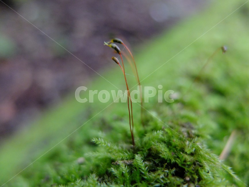 moss,이끼,plant,식물,숲속,자연,식물,자연,plants,nature