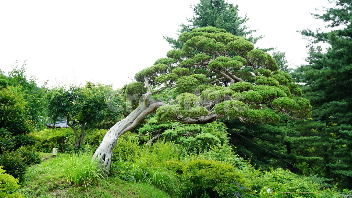 가평,숲,풍경,아침고요,수목원,자연,풍경,nature,landscape,plant,식물,tree,나무,potted plant,화분,pottery,도기류,jar,항아리