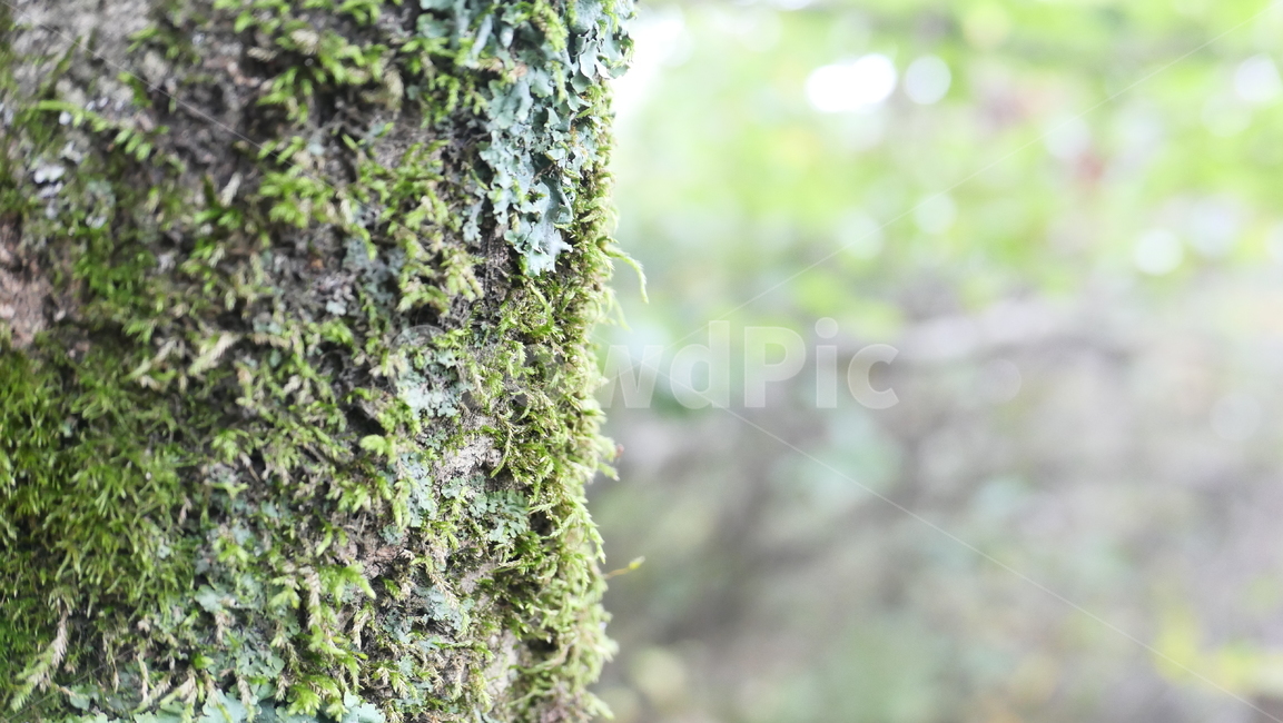 plant,식물,moss,이끼,나무,초록색,green,background,text