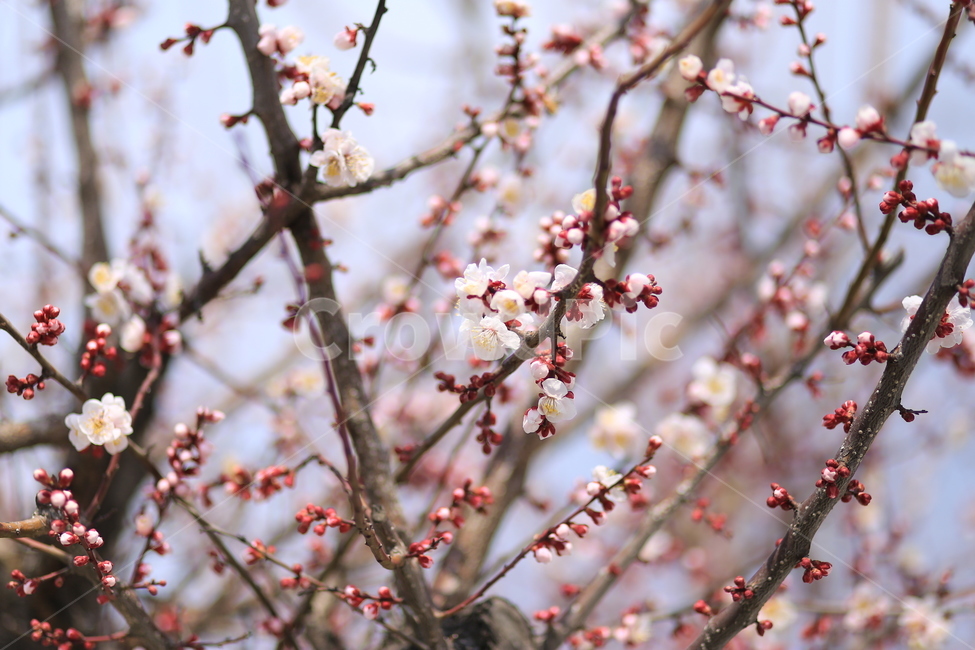 매화,봄,꽃,flower,자연,식물,spring,봄,계절,spring,season,식물,자연,plants,nature,꽃,flower,plant,blossom