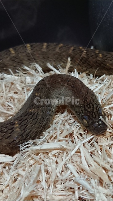 뱀,스네이크,파충류,동물,독없는뱀,동물,animal,파충류,양서류,reptile,amphibian