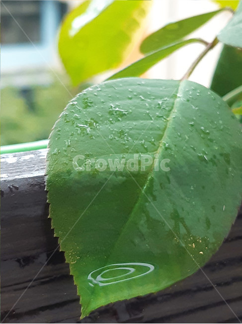 나뭇잎,물방울,이슬,leaf,빗방울