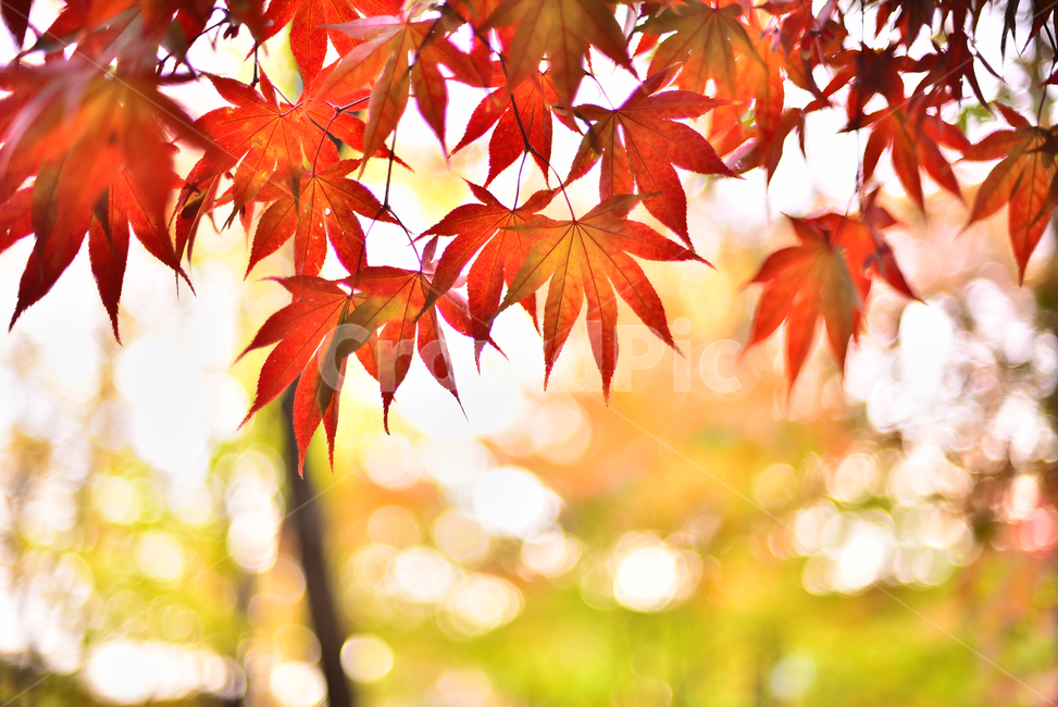 가을,단풍,단풍잎,메이플,잎새,보케,빛망울,플레어,bokeh,flare,yellow,leaf,잎,plant,식물,가을배경,가을분위기,시즌,계절,아웃도어,옥외,야외,season,maple,단풍나무,tree,나무,autumn,fall,빨강색,가을,계절,fall,autumn,season