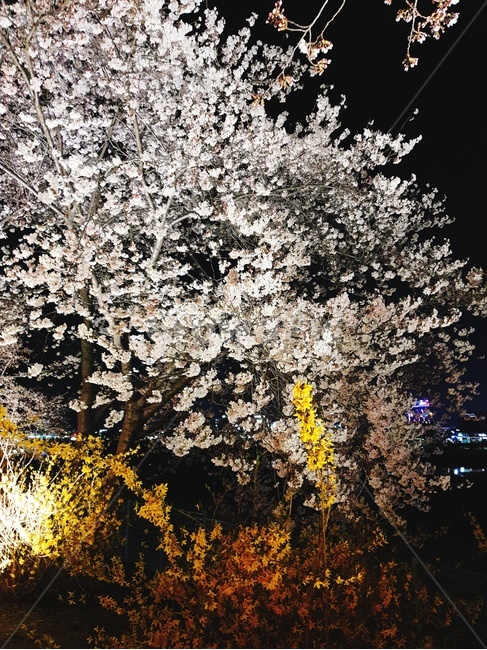 벚꽃,개나리,꽃,풍경,밤,봄,계절,spring,season,야경,밤,풍경,nightscape,night,landscape,plant,식물,flower,blossom,cherry blossom