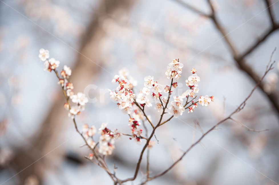 자연,blossom,flower,꽃,감성,봄,봄,계절,spring,season,식물,자연,plants,nature,꽃,flower