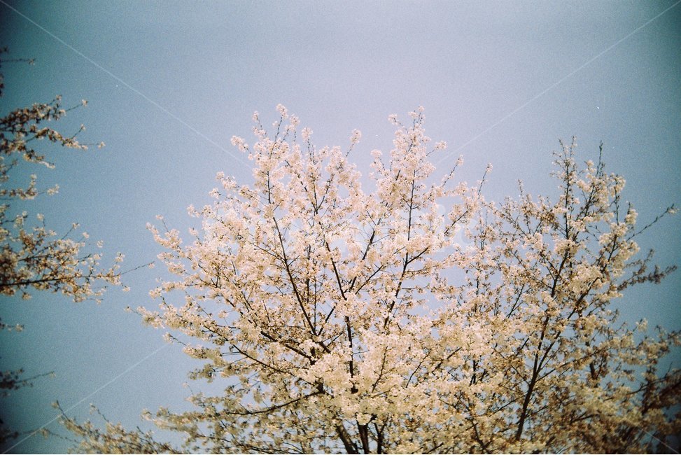 꽃,필름카메라,벚꽃,벚나무,하늘,풍경,감성,emotion,나무,가지,봄,봄풍경,소풍,분홍색,분홍,봄,계절,spring,season,식물,자연,plants,nature,꽃,flower,plant,tree