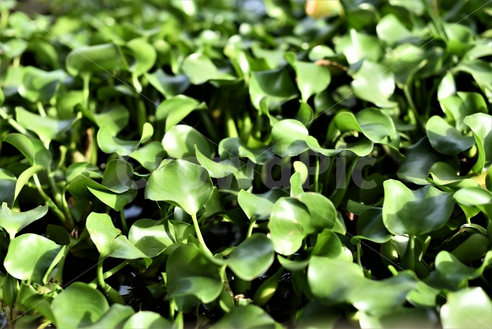 waterplant,pond,green,water hyacinth,nature,perennial plant,ornamental plant,air,greenplant,environment,plant,water purification,water plant,aquatic plants,WaterHyacinth