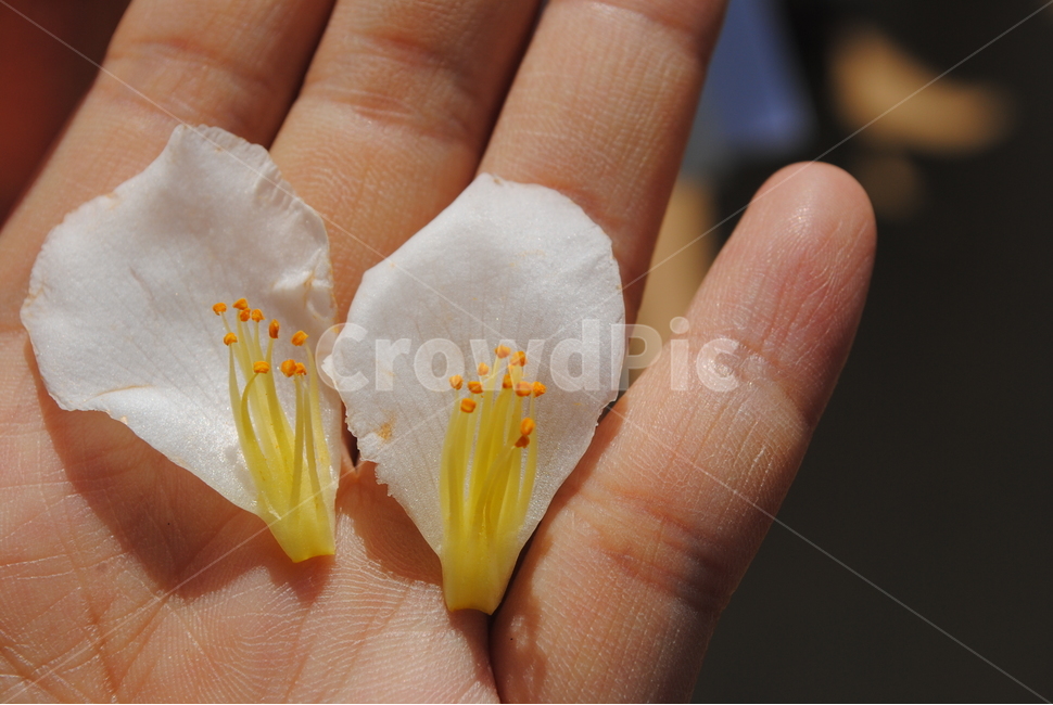 노각나무,노각나무꽃,자연,꽃잎,꽃,봄,하얀꽃,하얀꽃잎,꽃,flower