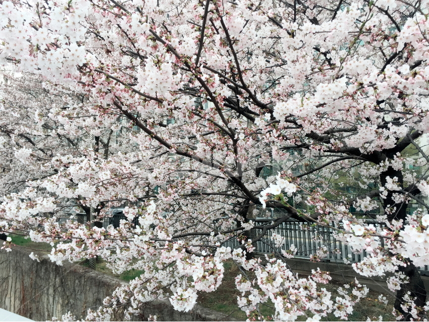 벚꽃,벚꽃축제,4월,봄,안양천,화창,꽃밭,봄,계절,spring,season,식물,자연,plants,nature,꽃,flower,plant,blossom