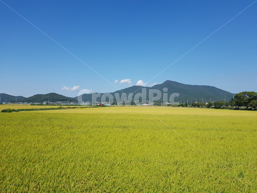 하늘,황금,들판,벼,수확,황금들판,논밭,자연,풍경,nature,landscape,outdoors,옥외,grassland,목초지,field,들