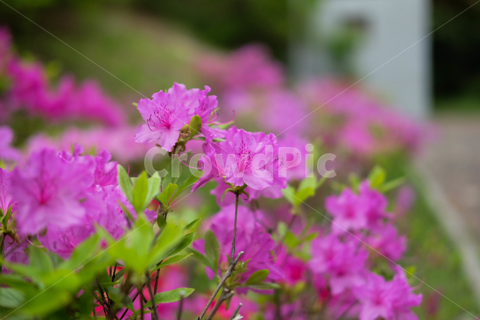봄,꽃,꽃잎,분홍색꽃,철쭉,진달래,식물,plant,pinkflower,flower,spring