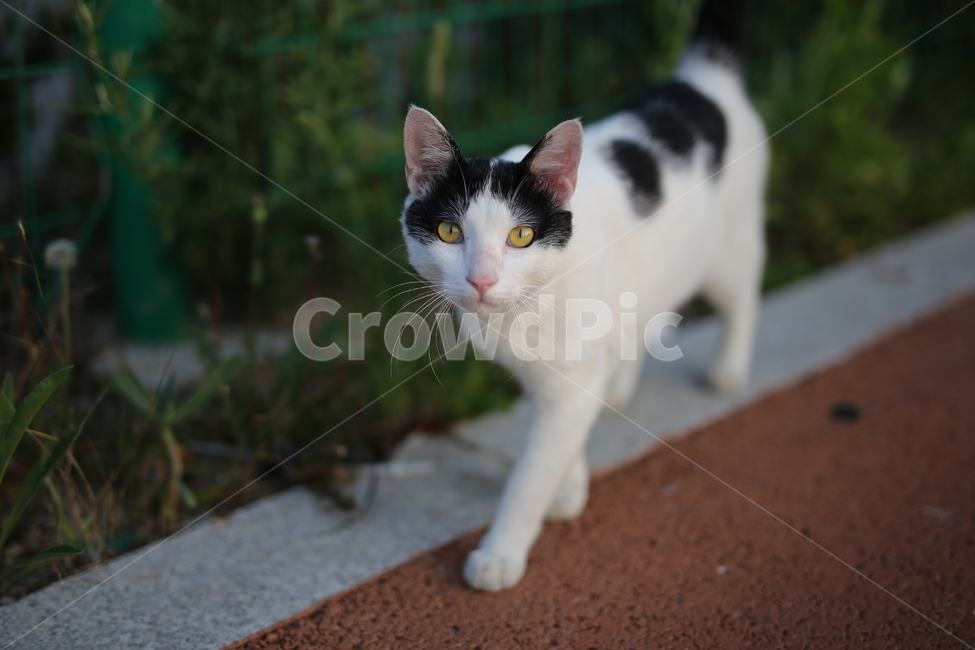 고양이,동물,길고양이,펫,cat,animal