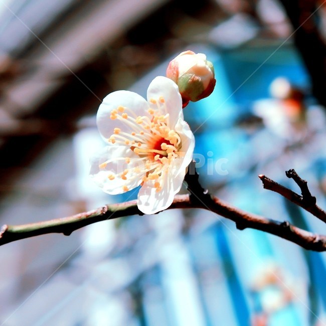 벚꽃,봄,봄의시작,꽃사진,꽃,사진,봄,계절,spring,season,식물,자연,plants,nature,꽃,flower,plant