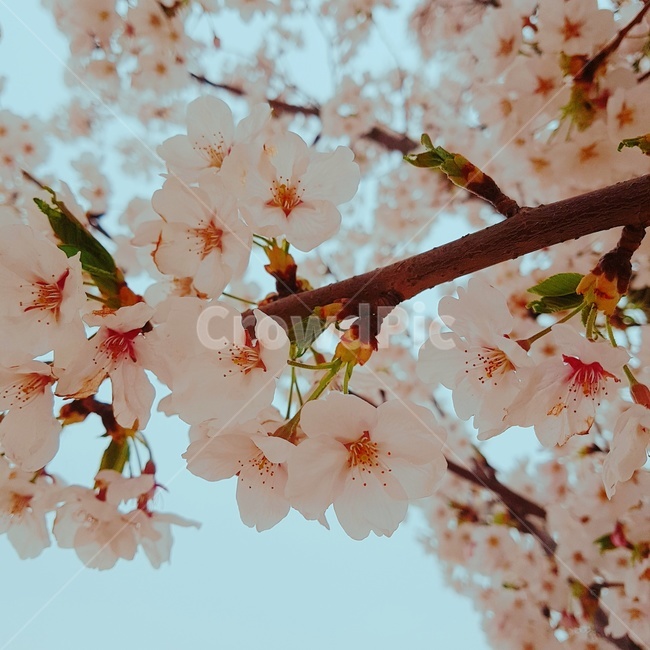 벚꽃,식물,꽃,봄,blossom,cherryblossom,plant,flower,식물,자연,plants,nature,꽃,flower