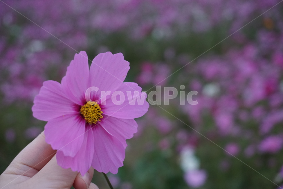 꽃,코스모스,가을,꽃잎,자연