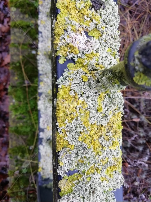 이끼,moss,자연,생물,nature