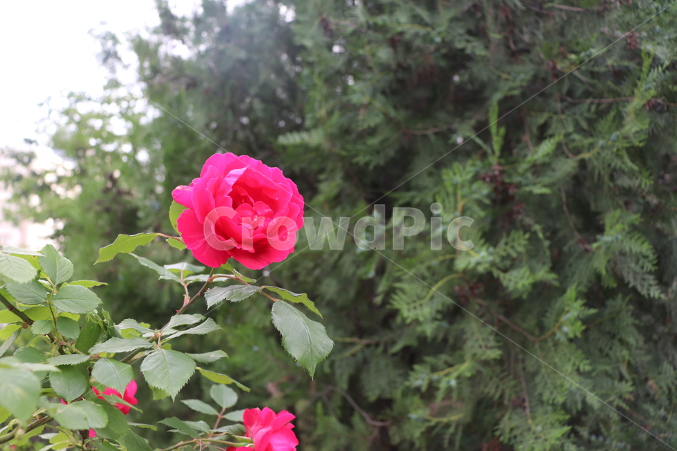 장미,장미꽃,꽃,정원,한송이,자연,식물,식물,자연,plants,nature,꽃,flower