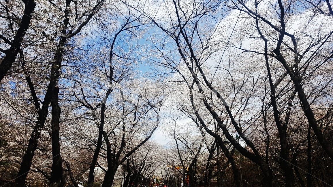 자연,벚꽃,하늘,나무,산,자연,풍경,nature,landscape,tree,plant,식물,tree trunk,나무 줄기